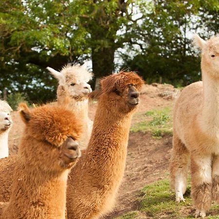 Kirklevington The Llama Hut מראה חיצוני תמונה